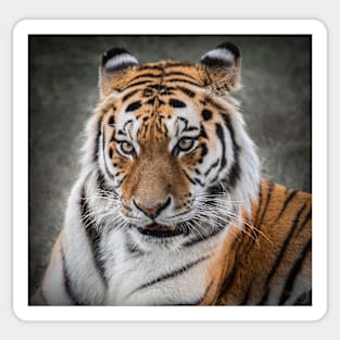 Tiger Portrait Sticker